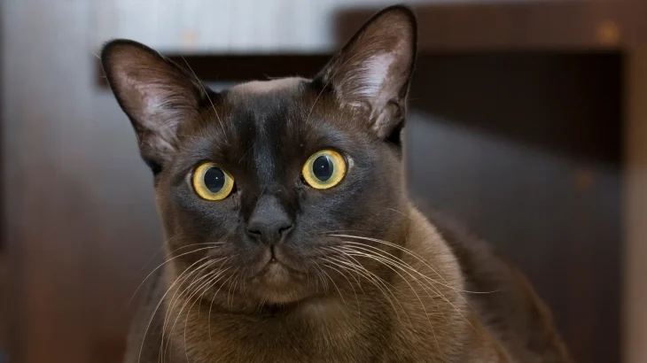 Contemporary Burmese Cat photo