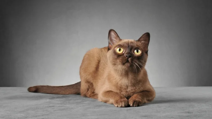 Contemporary Burmese Cat photo