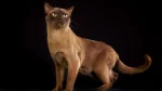 Contemporary Burmese Cat photo