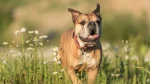 Continental Bulldog Dog photo