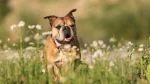 Continental Bulldog Dog photo