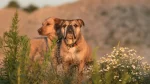 Continental Bulldog Dog photo
