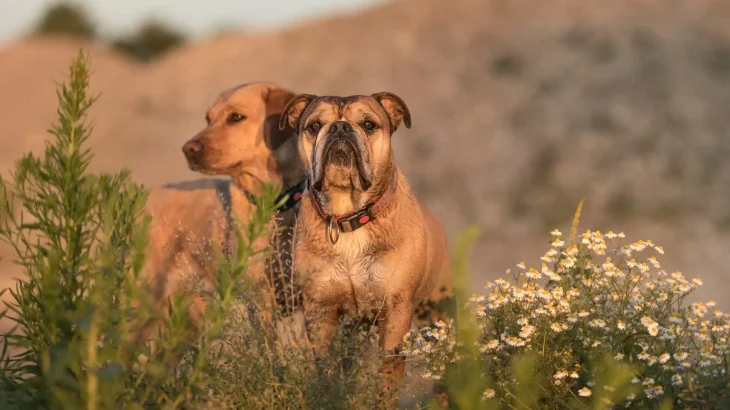 Continental Bulldog Dog photo