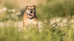 Continental Bulldog Dog photo