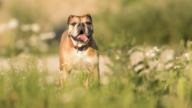 Continental Bulldog Dog photo