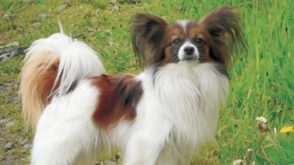 Continental Toy Spaniel Dog photo