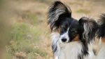 Continental Toy Spaniel Dog photo