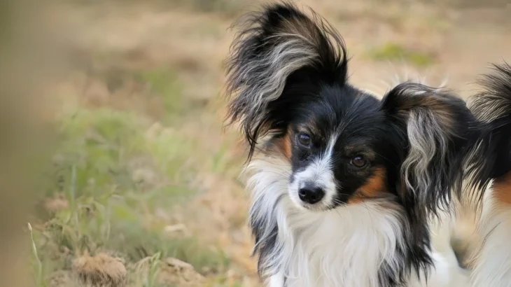 Continental Toy Spaniel Dog photo