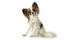 Continental Toy Spaniel Dog photo