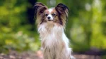 Continental Toy Spaniel Dog photo