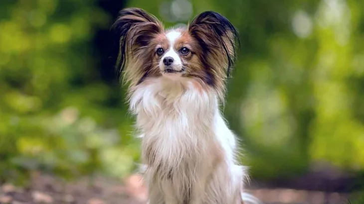Continental Toy Spaniel Dog photo
