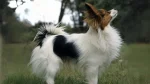 Continental Toy Spaniel Dog photo