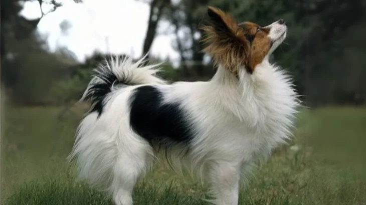 Continental Toy Spaniel Dog photo
