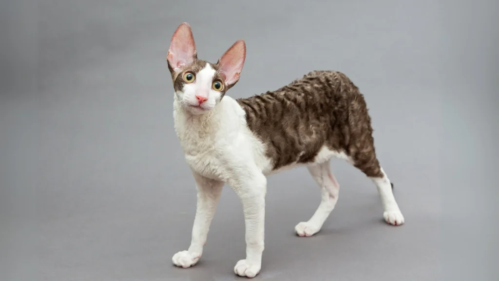 Cornish Rex Cat photo