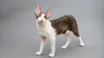 Cornish Rex Cat photo