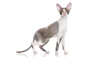 Cornish Rex Cat photo