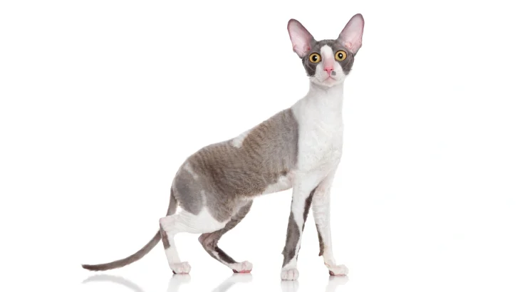 Cornish Rex Cat photo