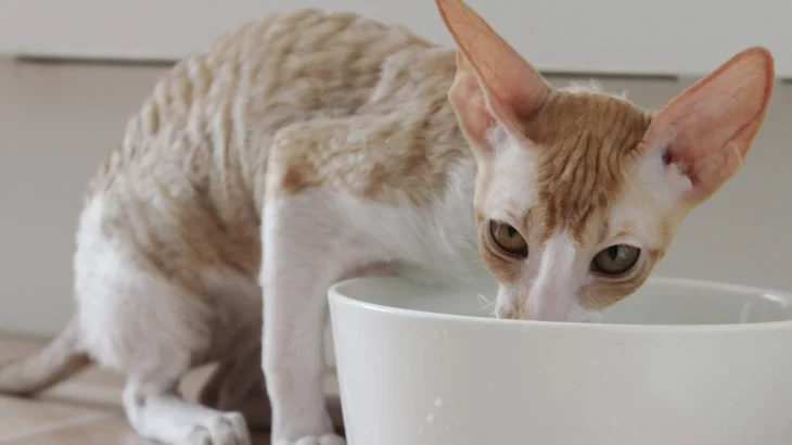 Cornish Rex Cat photo