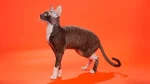 Cornish Rex Cat photo