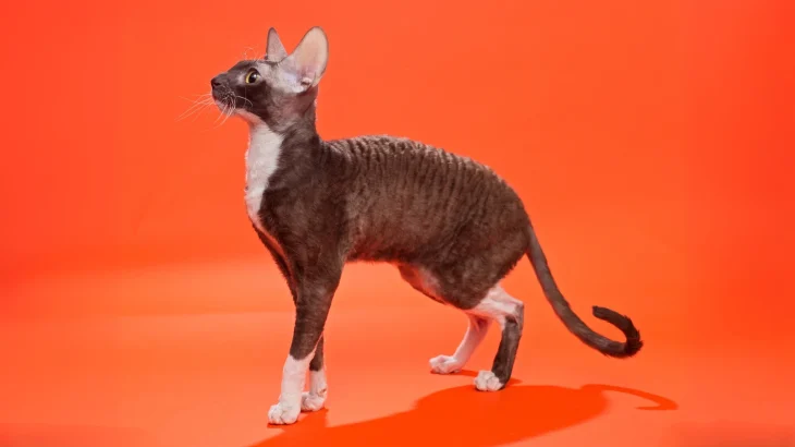 Cornish Rex Cat photo