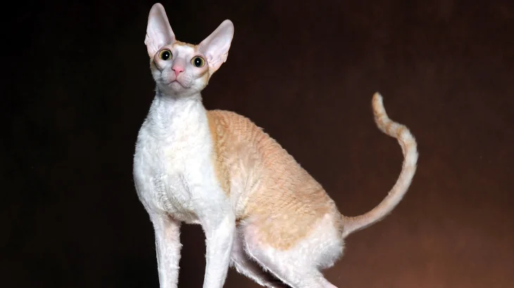 Cornish Rex Cat photo