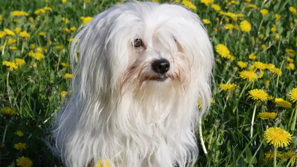 Coton de Tulear Dog photo