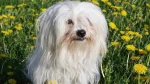 Coton de Tulear Dog photo