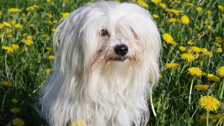 Coton de Tulear Dog photo