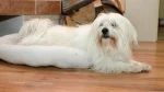 Coton de Tulear Dog photo