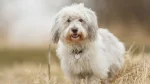 Coton de Tulear Dog photo