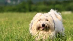 Coton de Tulear Dog photo