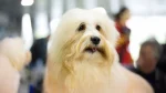 Coton de Tulear Dog photo