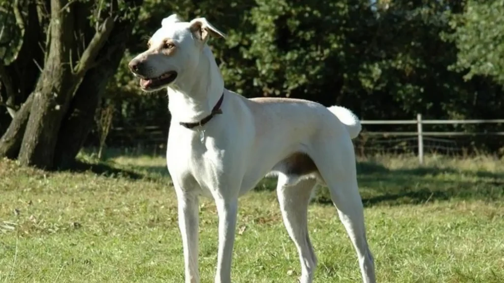 Cretan Hound Dog photo