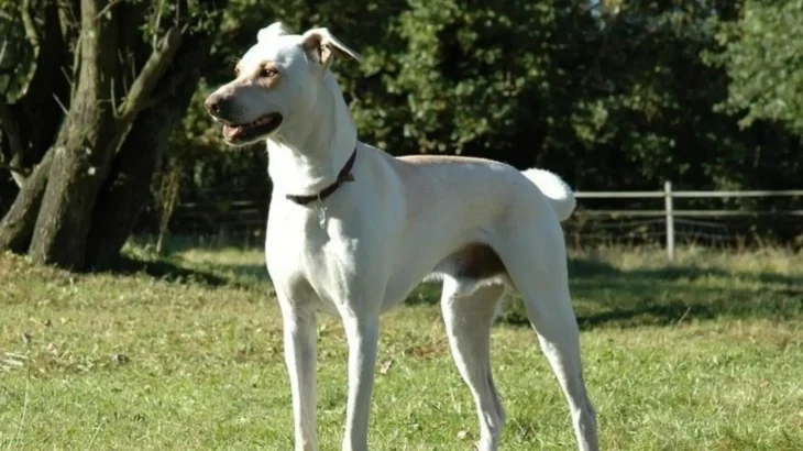 Cretan Hound Dog photo