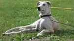 Cretan Hound Dog photo