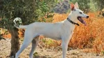 Cretan Hound Dog photo