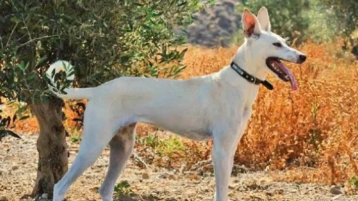 Cretan Hound Dog photo