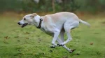 Cretan Hound Dog photo