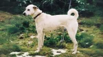Cretan Hound Dog photo