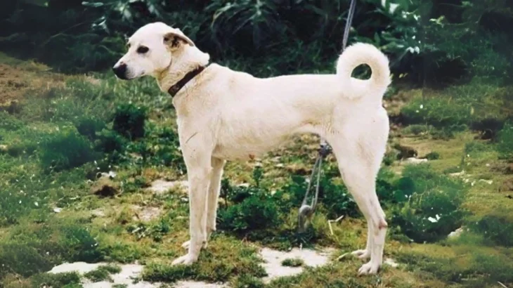 Cretan Hound Dog photo