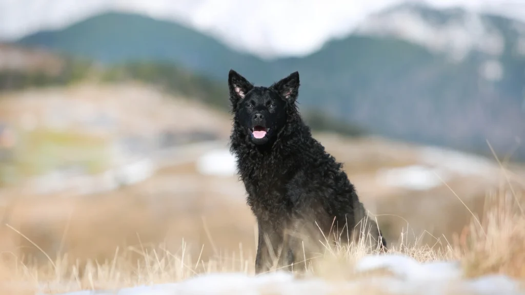 Croatian Sheepdog Dog photo