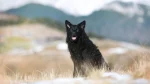 Croatian Sheepdog Dog photo
