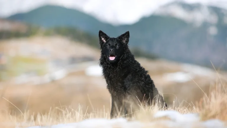 Croatian Sheepdog Dog photo