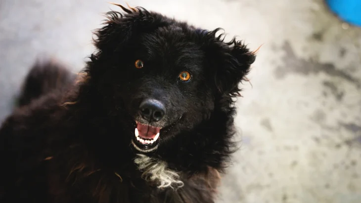 Croatian Sheepdog Dog photo