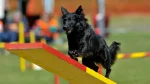 Croatian Sheepdog Dog photo