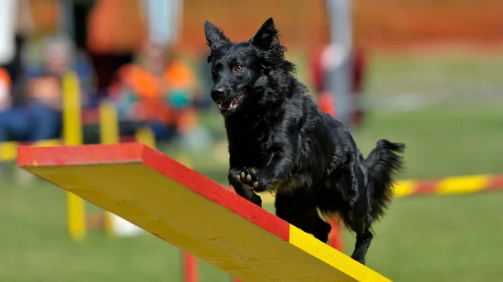 Croatian Sheepdog Dog photo