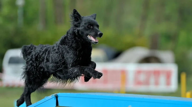 Croatian Sheepdog Dog photo