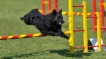 Croatian Sheepdog Dog photo