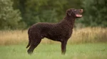 Curly-Coated Retriever Dog photo