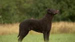Curly-Coated Retriever Dog photo
